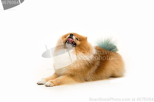 Image of cute Little young pomeranian cob isolated over white background