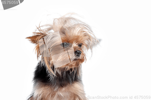 Image of Yorkshire terrier - head shot, against a white background