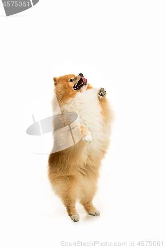 Image of cute Little young pomeranian cob isolated over white background