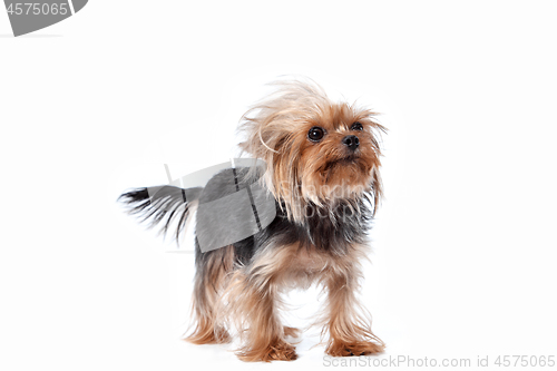 Image of Yorkshire terrier looking at the camera in a head shot, against a white background