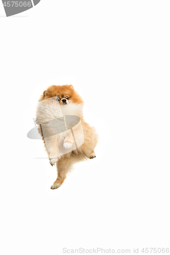 Image of cute Little young pomeranian cob isolated over white background