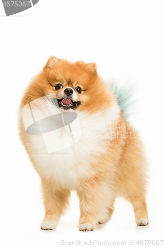 Image of cute Little young pomeranian cob isolated over white background