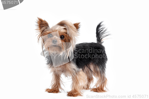 Image of Yorkshire terrier looking at the camera in a head shot, against a white background