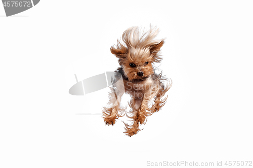 Image of Yorkshire terrier jumping against a white background