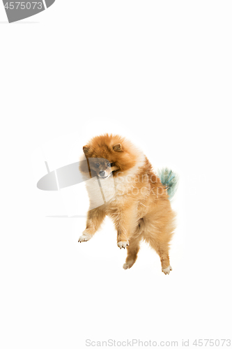 Image of cute Little young pomeranian cob isolated over white background