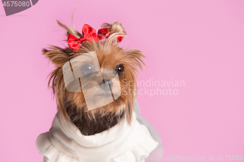 Image of Yorkshire terrier - head shot, against a pink background