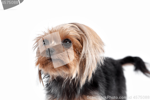 Image of Yorkshire terrier looking at the camera in a head shot, against a white background