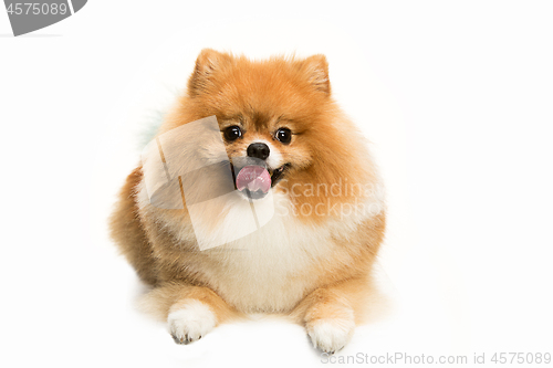 Image of cute Little young pomeranian cob isolated over white background