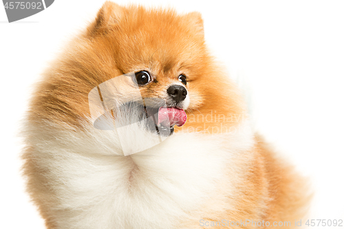 Image of cute Little young pomeranian cob isolated over white background