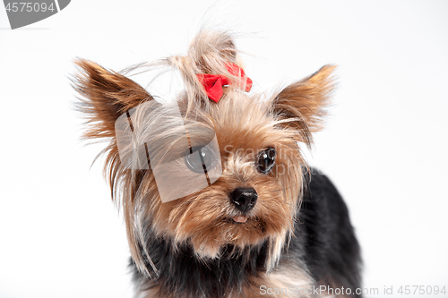 Image of Yorkshire terrier - head shot, against a white background