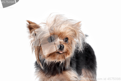 Image of Yorkshire terrier looking at the camera in a head shot, against a white background