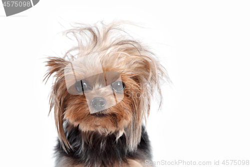 Image of Yorkshire terrier - head shot, against a white background