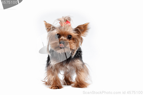Image of Yorkshire terrier looking at the camera in a head shot, against a white background