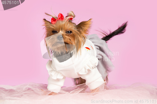 Image of Yorkshire terrier - head shot, against a pink background
