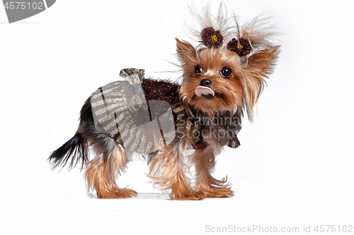 Image of Yorkshire terrier - head shot, against a white background