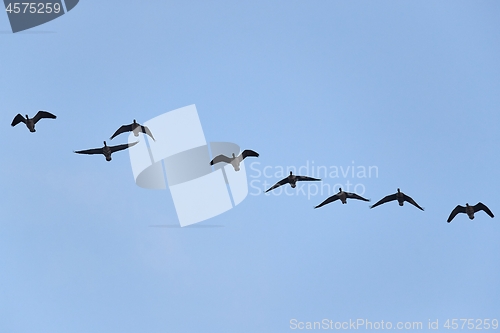 Image of Wild Geese Flying