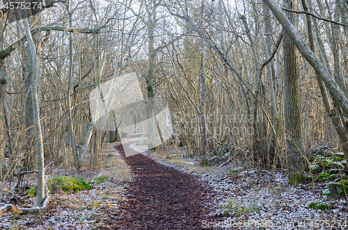 Image of The first snow in a nature reserve by Borgholm in Sweden