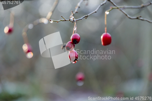 Image of Fall season with red hawrhorn berries