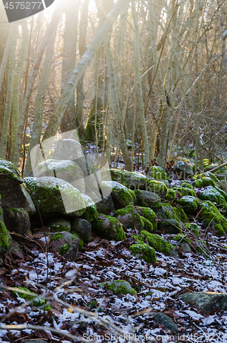 Image of Mossy old dry stonewall by the first snow in a forest