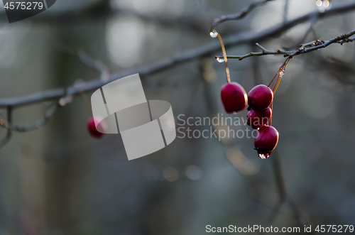 Image of Red hawthorn berries by fall season