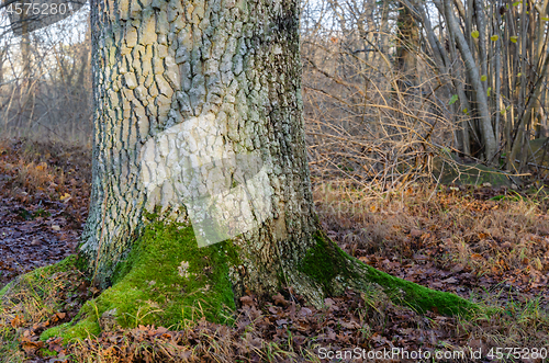 Image of Stable old oak tree root