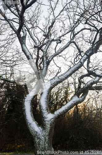 Image of Snow covered tree trunk
