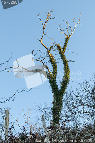 Image of Ivy covered dead tree