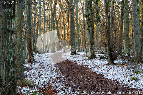 Image of Footpath in the first snow in a nature reserve by the city of Bo