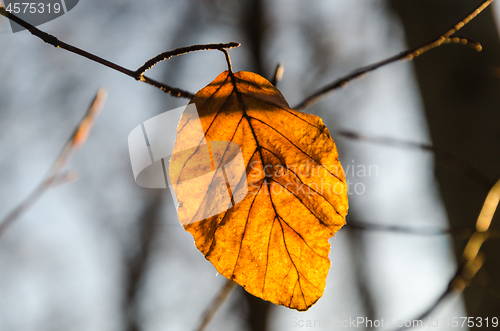 Image of The last beech leaf glowing in the sunshine