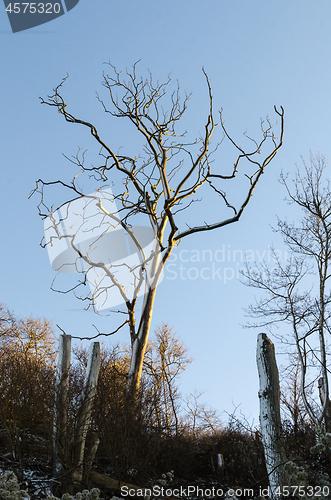 Image of Dead tree by a blue sky