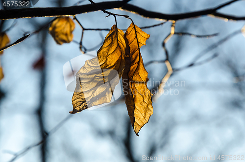 Image of The last wrinkled Beech leaves