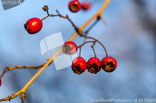 Image of Red glowing hawthorn berries