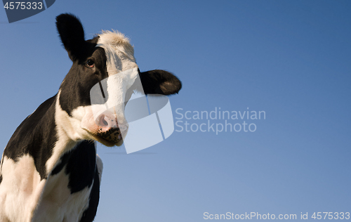 Image of Holstein cow over blue sky