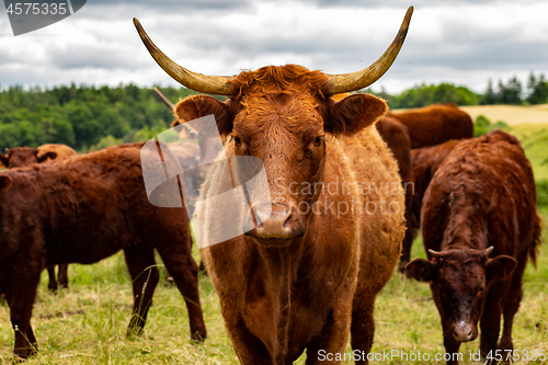 Image of Salers cows in their pasture