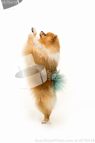 Image of cute Little young pomeranian cob isolated over white background