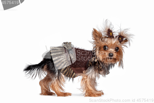 Image of Yorkshire terrier looking at the camera in a head shot, against a white background