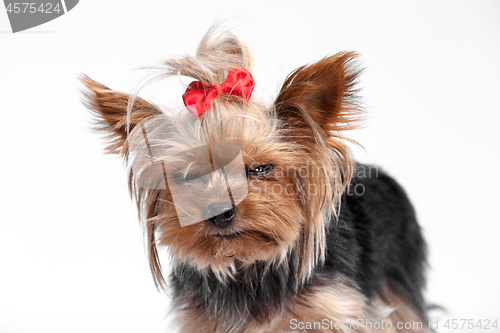 Image of Yorkshire terrier - head shot, against a white background