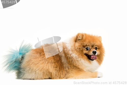 Image of cute Little young pomeranian cob isolated over white background