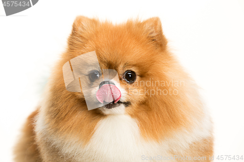 Image of cute Little young pomeranian cob isolated over white background