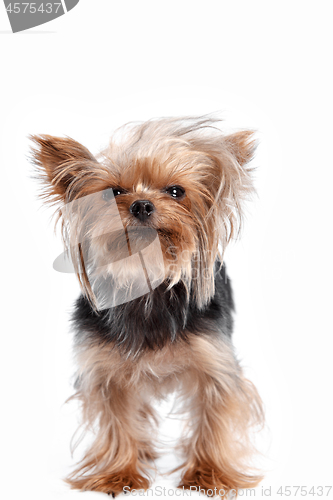 Image of Yorkshire terrier - head shot, against a white background