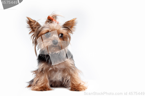 Image of Yorkshire terrier - head shot, against a white background