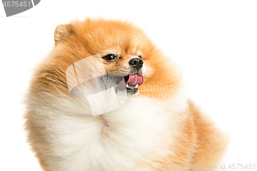 Image of cute Little young pomeranian cob isolated over white background