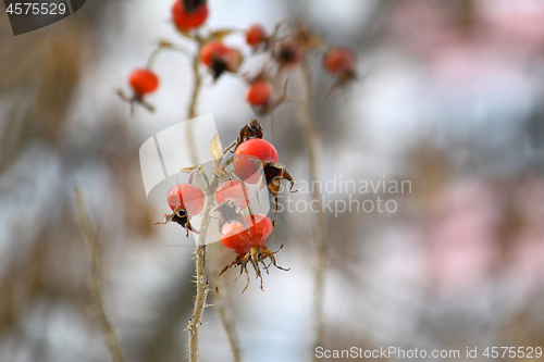 Image of Dog Rose or Rosa Canina branches with bright fruits