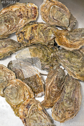 Image of Stone Oysters