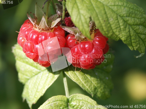 Image of raspberry