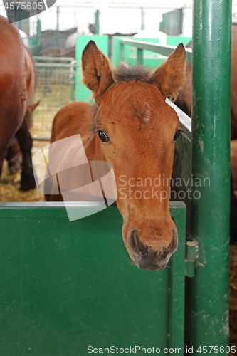 Image of Foal