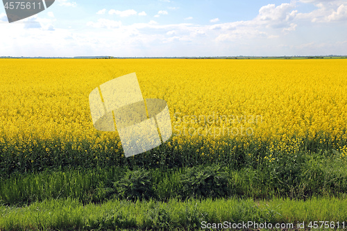 Image of Canola Rapeseed