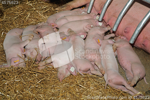 Image of Piglets Sleep