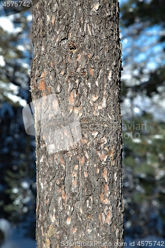 Image of Tree trunk in a forest