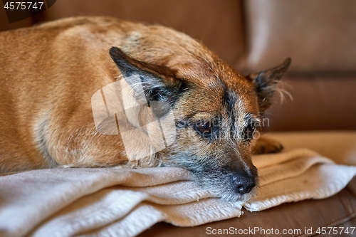 Image of Dog resting on the couch